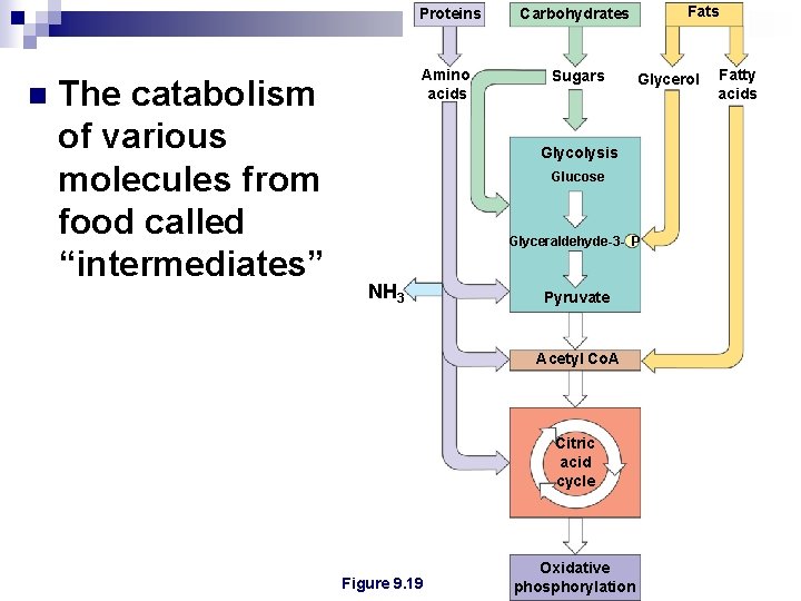 Proteins n The catabolism of various molecules from food called “intermediates” Amino acids Fats