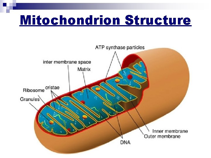 Mitochondrion Structure 