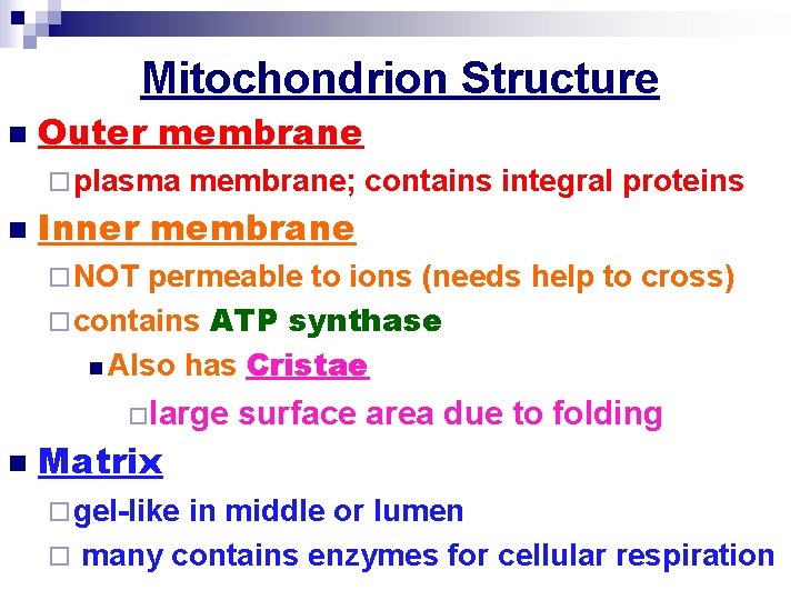Mitochondrion Structure n Outer membrane ¨ plasma n membrane; contains integral proteins Inner membrane