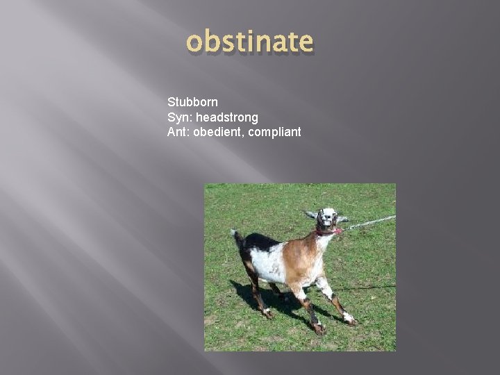 obstinate Stubborn Syn: headstrong Ant: obedient, compliant 