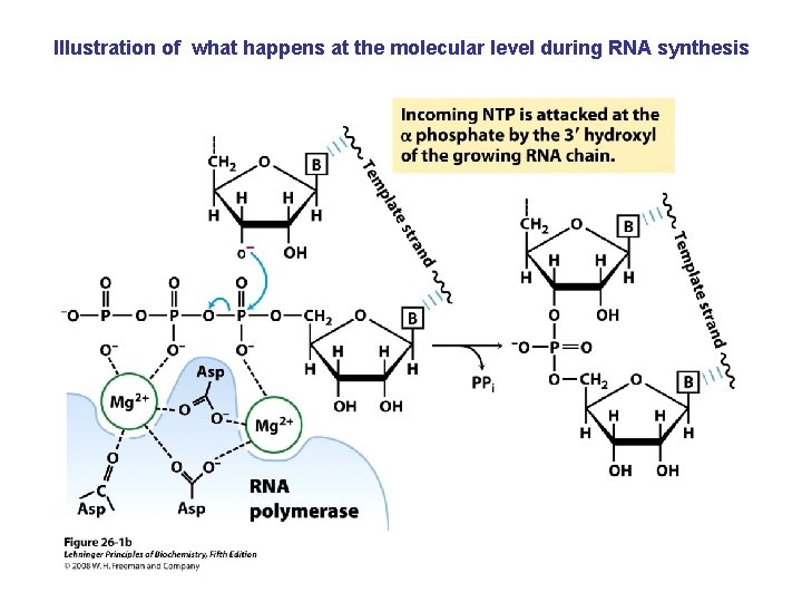 Illustration of what happens at the molecular level during RNA synthesis 