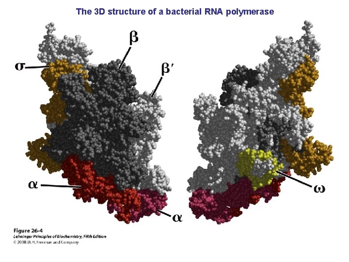The 3 D structure of a bacterial RNA polymerase 