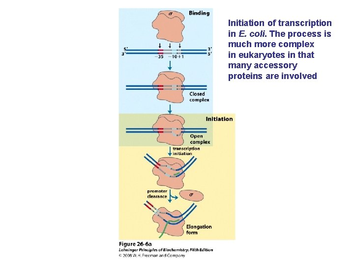 Initiation of transcription in E. coli. The process is much more complex in eukaryotes