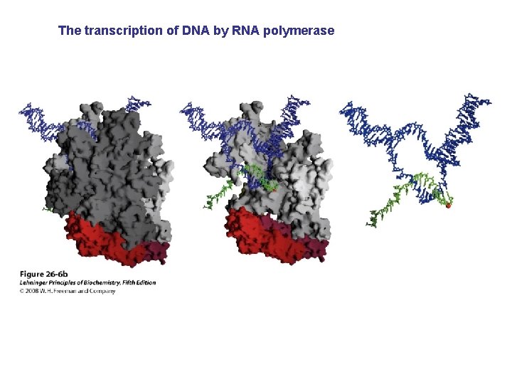 The transcription of DNA by RNA polymerase 