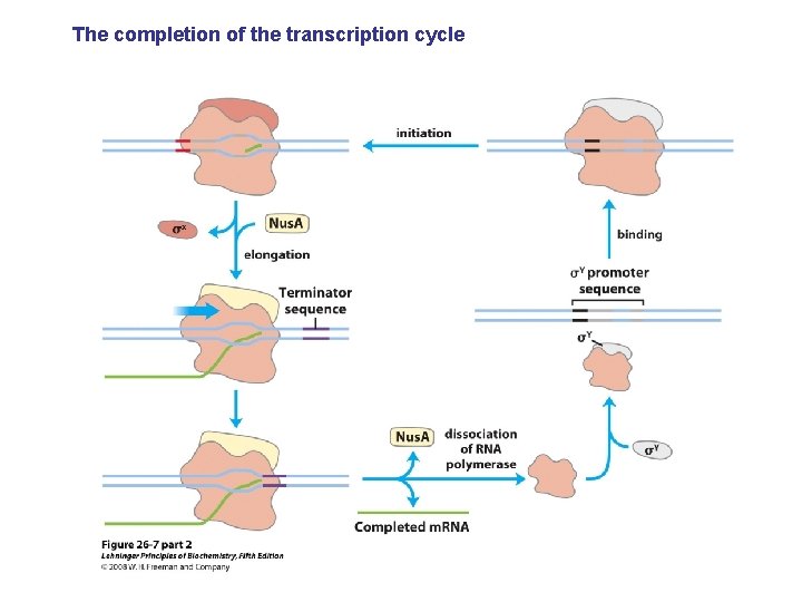 The completion of the transcription cycle 