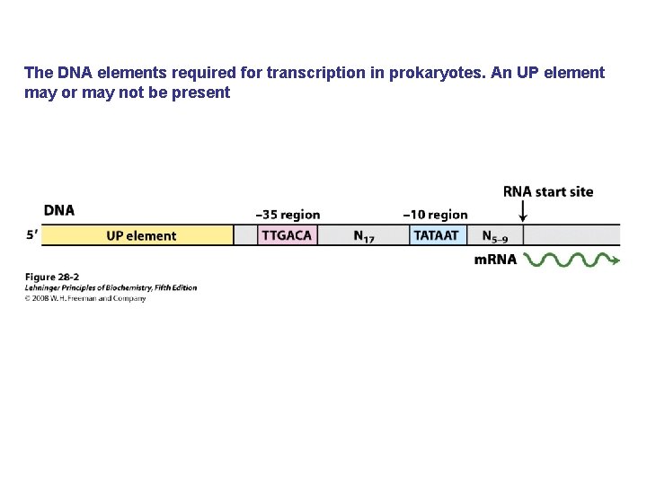 The DNA elements required for transcription in prokaryotes. An UP element may or may