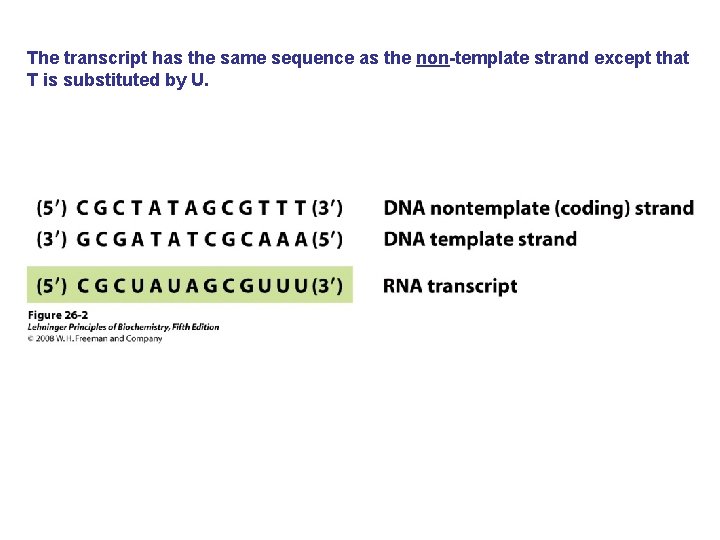 The transcript has the same sequence as the non-template strand except that T is
