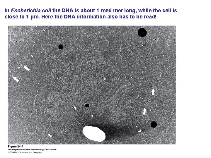 In Escherichia coli the DNA is about 1 med mer long, while the cell