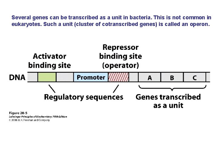 Several genes can be transcribed as a unit in bacteria. This is not common