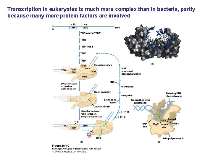 Transcription in eukaryotes is much more complex than in bacteria, partly because many more