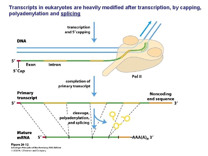 Transcripts in eukaryotes are heavily modified after transcription, by capping, polyadenylation and splicing 