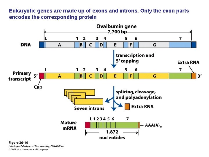 Eukaryotic genes are made up of exons and introns. Only the exon parts encodes