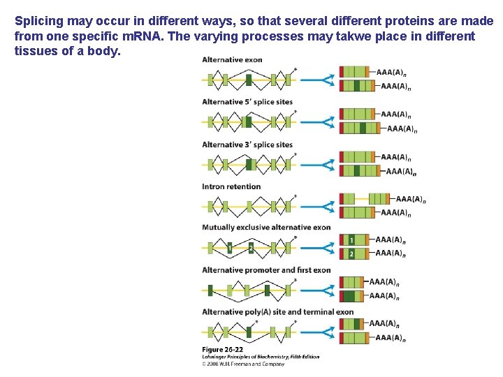 Splicing may occur in different ways, so that several different proteins are made from