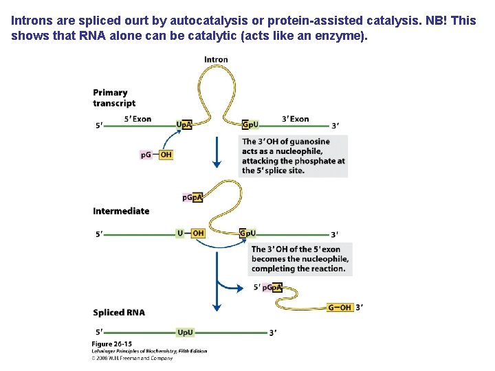 Introns are spliced ourt by autocatalysis or protein-assisted catalysis. NB! This shows that RNA