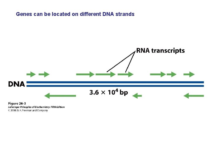 Genes can be located on different DNA strands 