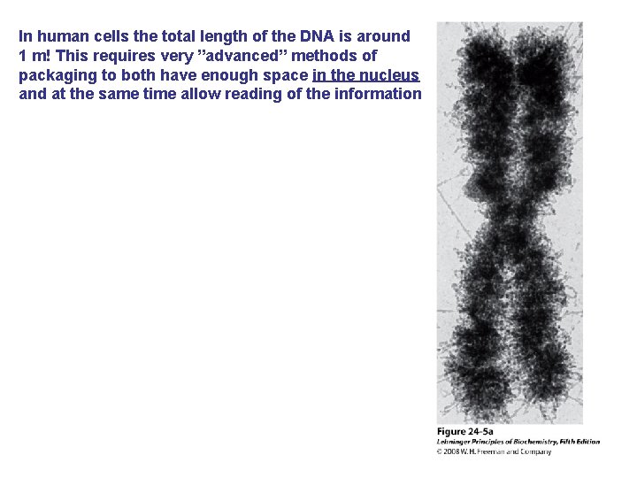 In human cells the total length of the DNA is around 1 m! This