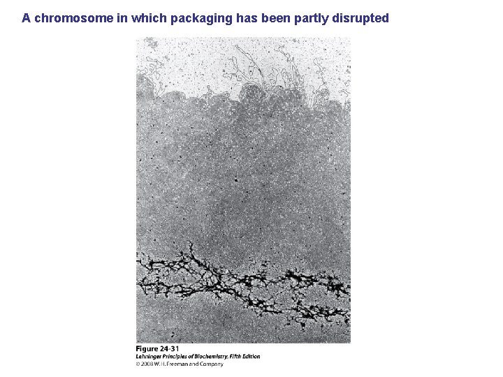 A chromosome in which packaging has been partly disrupted 
