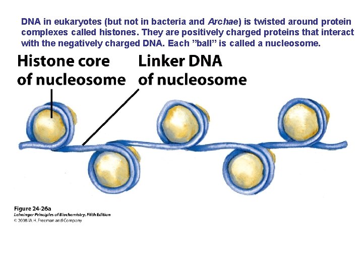 DNA in eukaryotes (but not in bacteria and Archae) is twisted around protein complexes