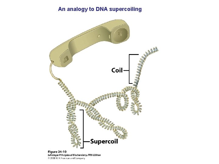 An analogy to DNA supercoiling 