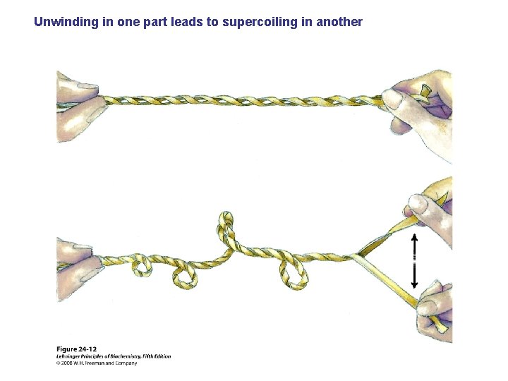 Unwinding in one part leads to supercoiling in another 