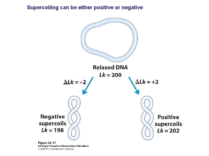 Supercoiling can be either positive or negative 
