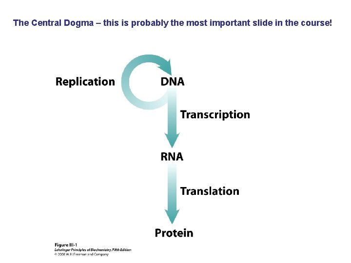 The Central Dogma – this is probably the most important slide in the course!