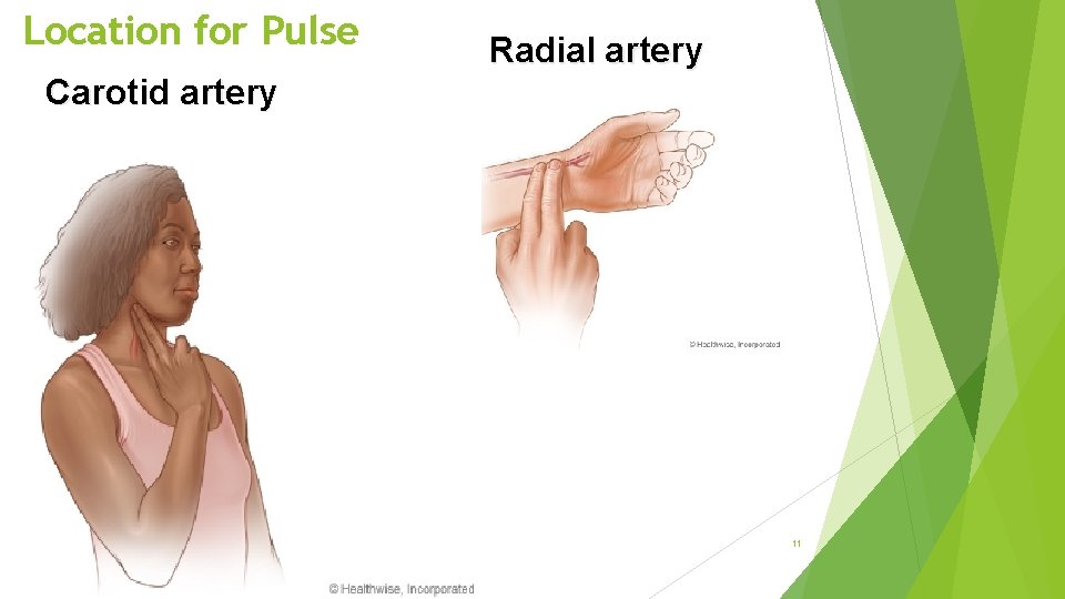 Location for Pulse Radial artery Carotid artery 11 