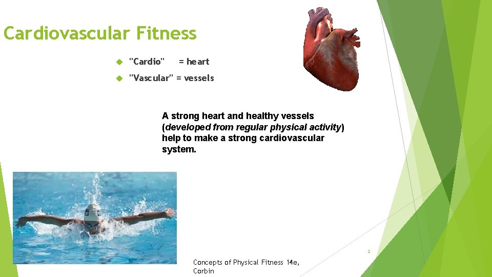 Cardiovascular Fitness "Cardio" = heart "Vascular" = vessels A strong heart and healthy vessels