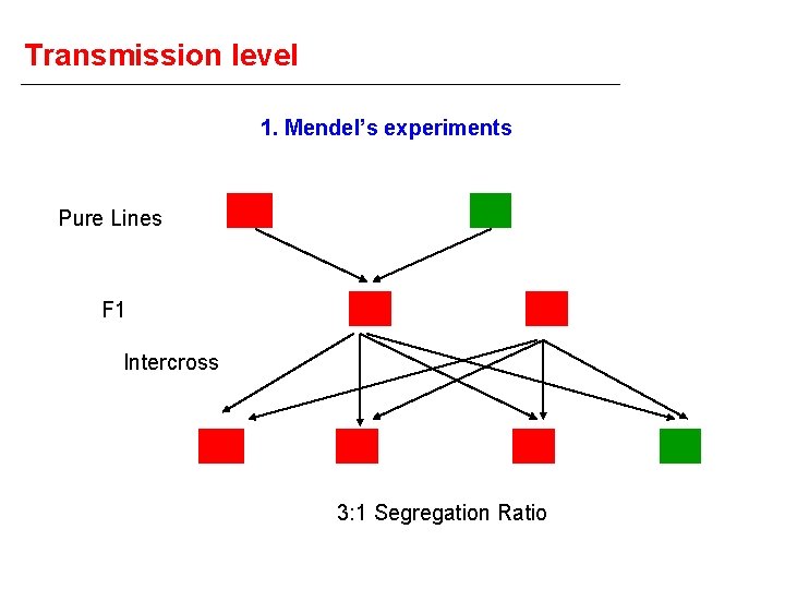 Transmission level 1. Mendel’s experiments AA Pure Lines F 1 aa Aa Aa Intercross