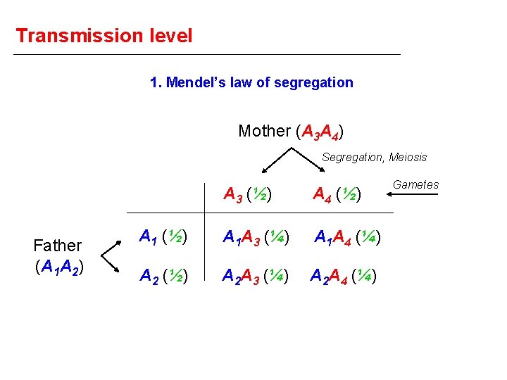 Transmission level 1. Mendel’s law of segregation Mother (A 3 A 4) Segregation, Meiosis