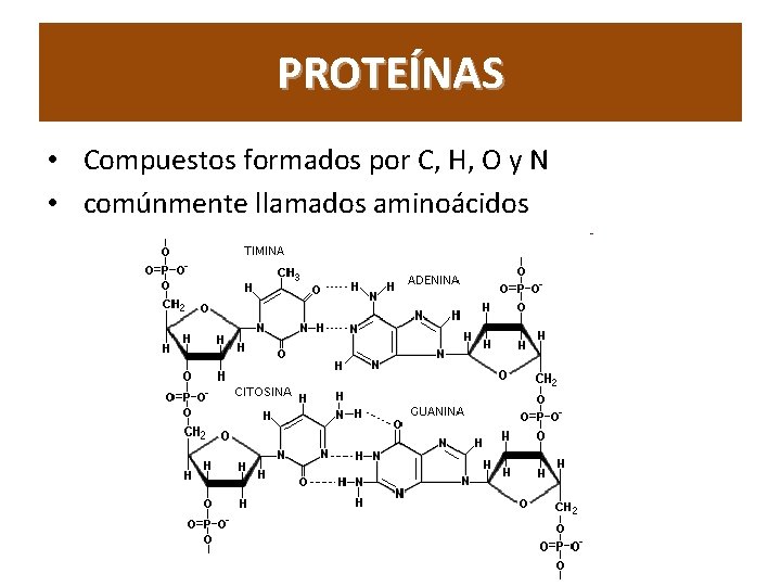 PROTEÍNAS • Compuestos formados por C, H, O y N • comúnmente llamados aminoácidos