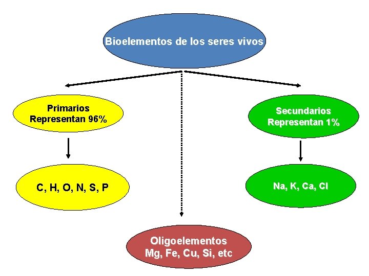 Bioelementos de los seres vivos Primarios Representan 96% Secundarios Representan 1% Na, K, Ca,