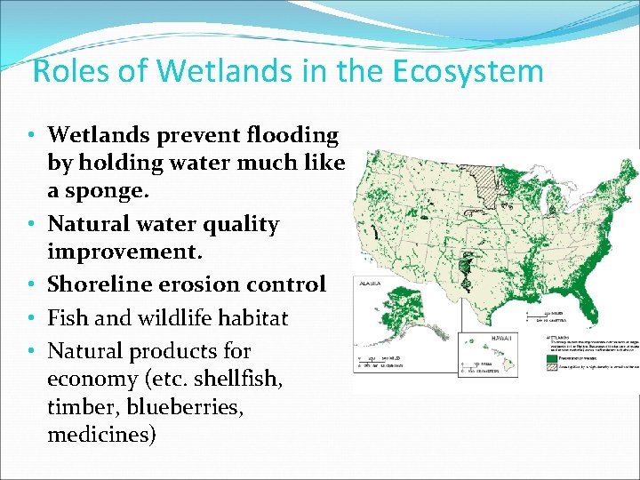 Roles of Wetlands in the Ecosystem • Wetlands prevent flooding by holding water much