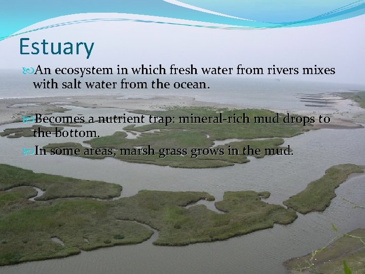Estuary An ecosystem in which fresh water from rivers mixes with salt water from