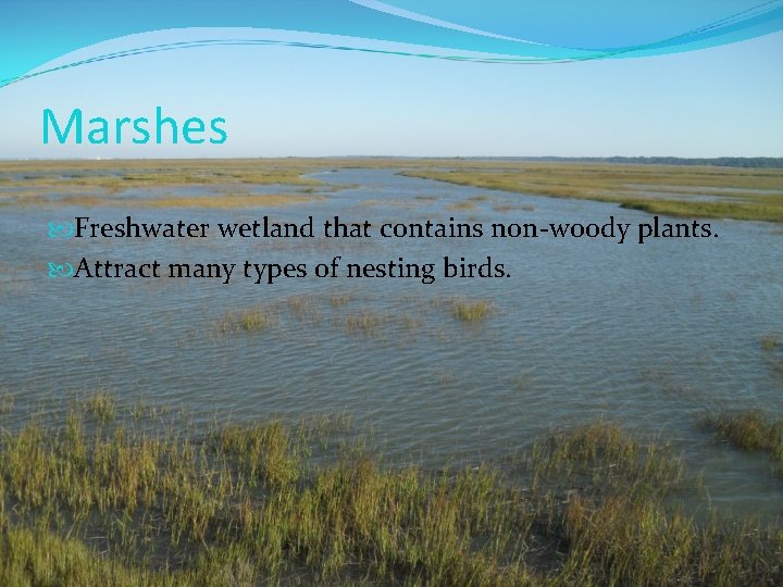 Marshes Freshwater wetland that contains non-woody plants. Attract many types of nesting birds. 