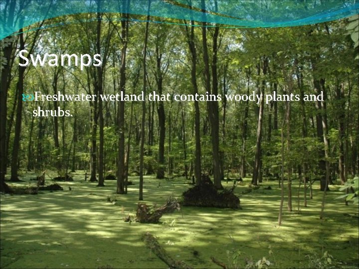 Swamps Freshwater wetland that contains woody plants and shrubs. 