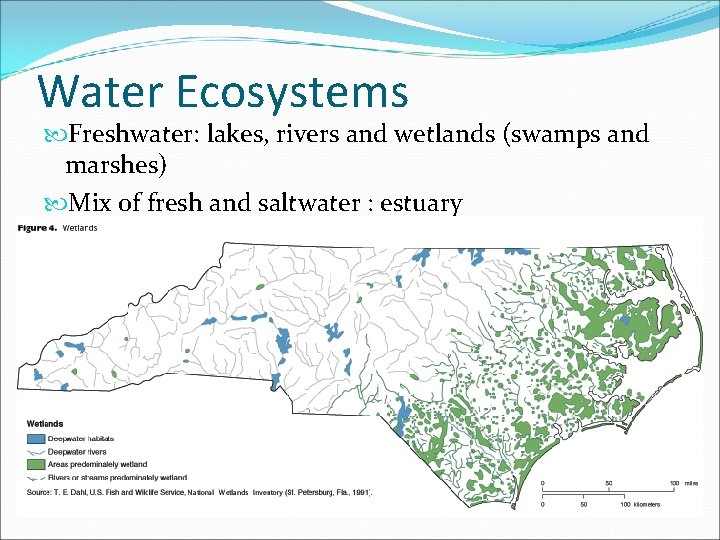 Water Ecosystems Freshwater: lakes, rivers and wetlands (swamps and marshes) Mix of fresh and