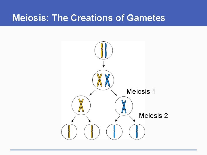 Meiosis: The Creations of Gametes Meiosis 1 Meiosis 2 
