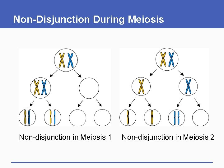 Non-Disjunction During Meiosis Non-disjunction in Meiosis 1 Non-disjunction in Meiosis 2 