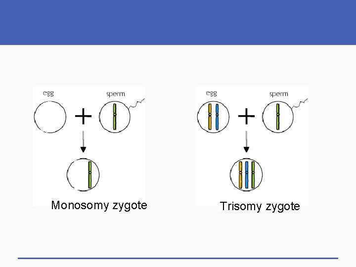 Monosomy zygote Trisomy zygote 