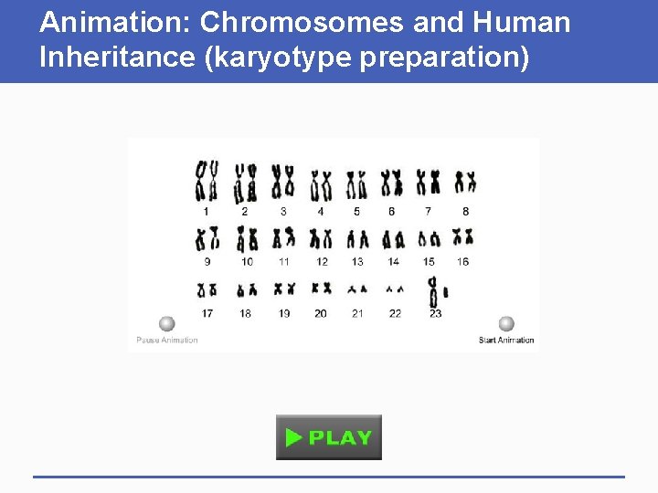 Animation: Chromosomes and Human Inheritance (karyotype preparation) 
