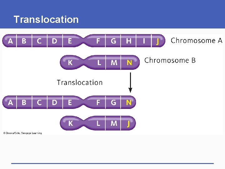 Translocation 