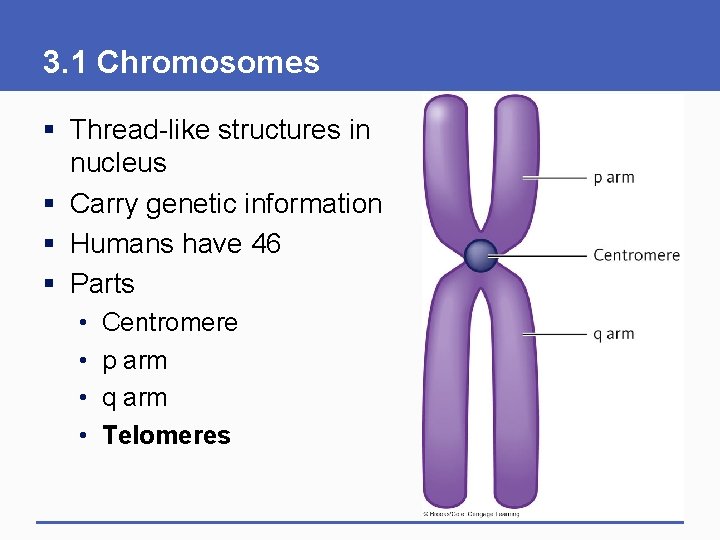 3. 1 Chromosomes § Thread-like structures in nucleus § Carry genetic information § Humans