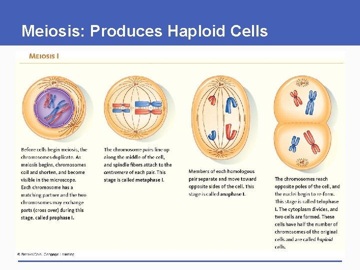 Meiosis: Produces Haploid Cells 