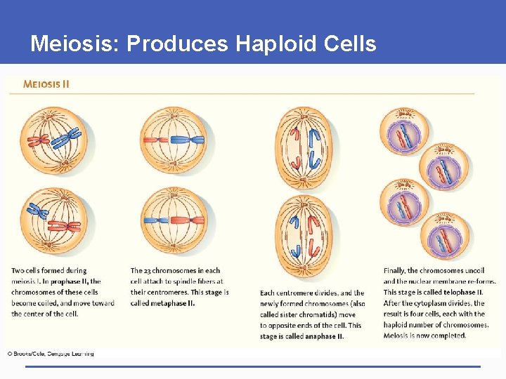 Meiosis: Produces Haploid Cells 