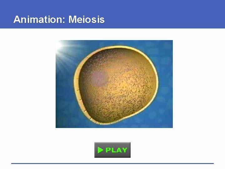 Animation: Meiosis 