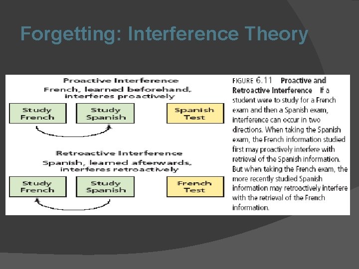 Forgetting: Interference Theory 