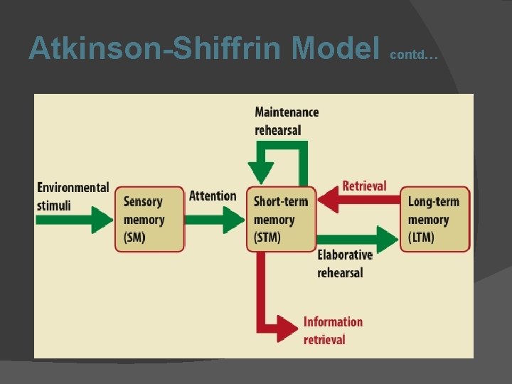 Atkinson-Shiffrin Model contd… 