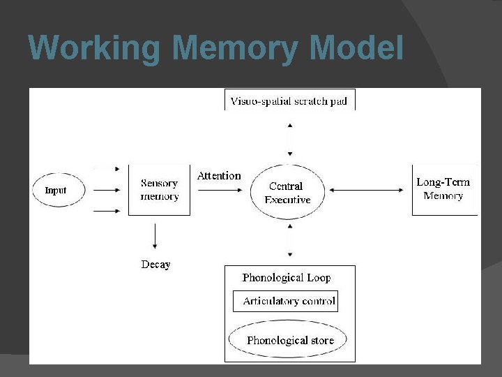 Working Memory Model 
