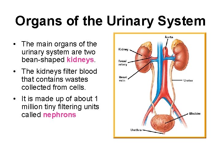 Organs of the Urinary System • The main organs of the urinary system are